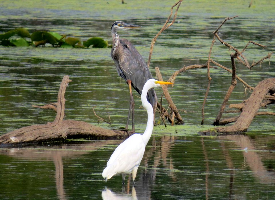 Egret and Heron at Port Louisa