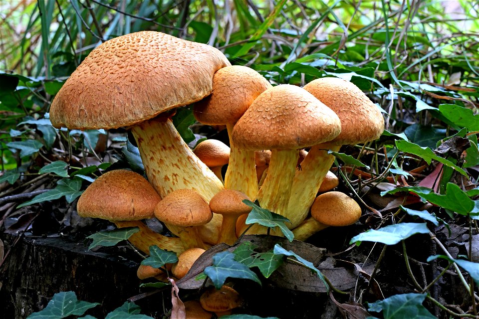 Gymnopilus junonius.