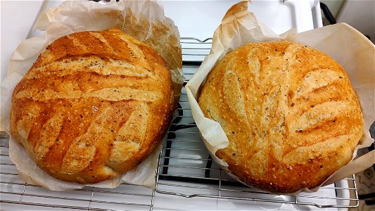 Sourdough bread loaves baked in parchment paper and cooling on racks photo