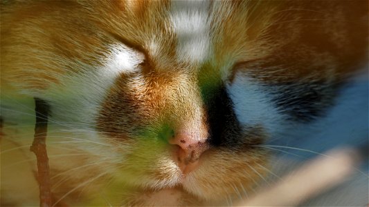 Ein müdes, dreifarbiges Kätzchen photo