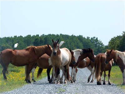 Chincoteague ponies photo