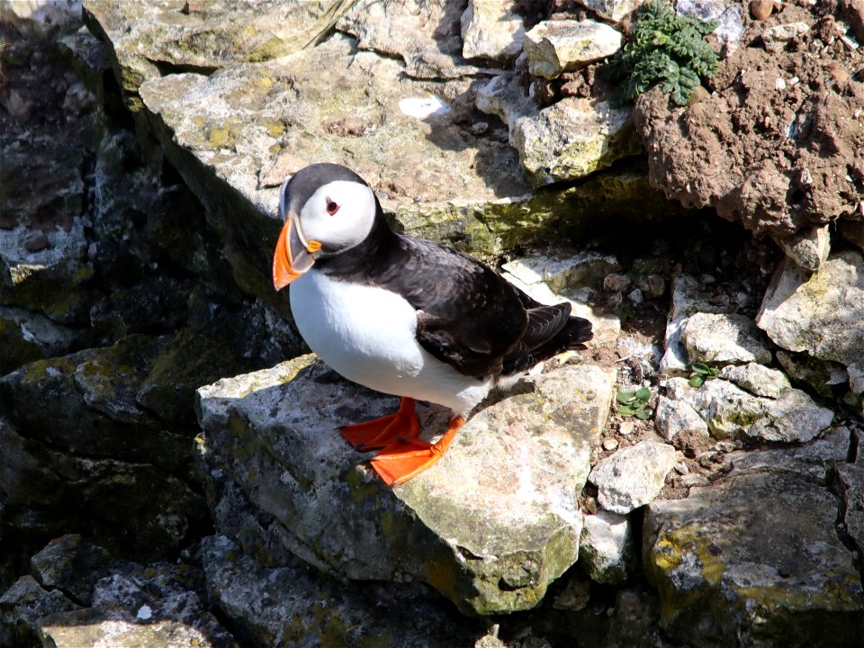 Flamborough Puffin. 26/04/2022 photo