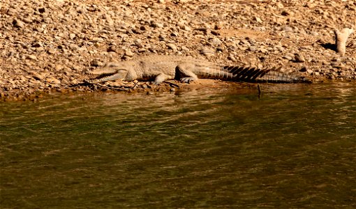 Freshwater crocodiles at Windjana Gorge