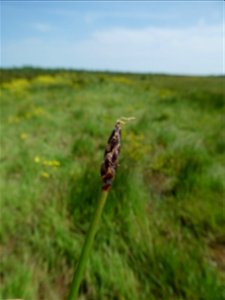Eleocharis uniglumis (Link) Schult., 1824