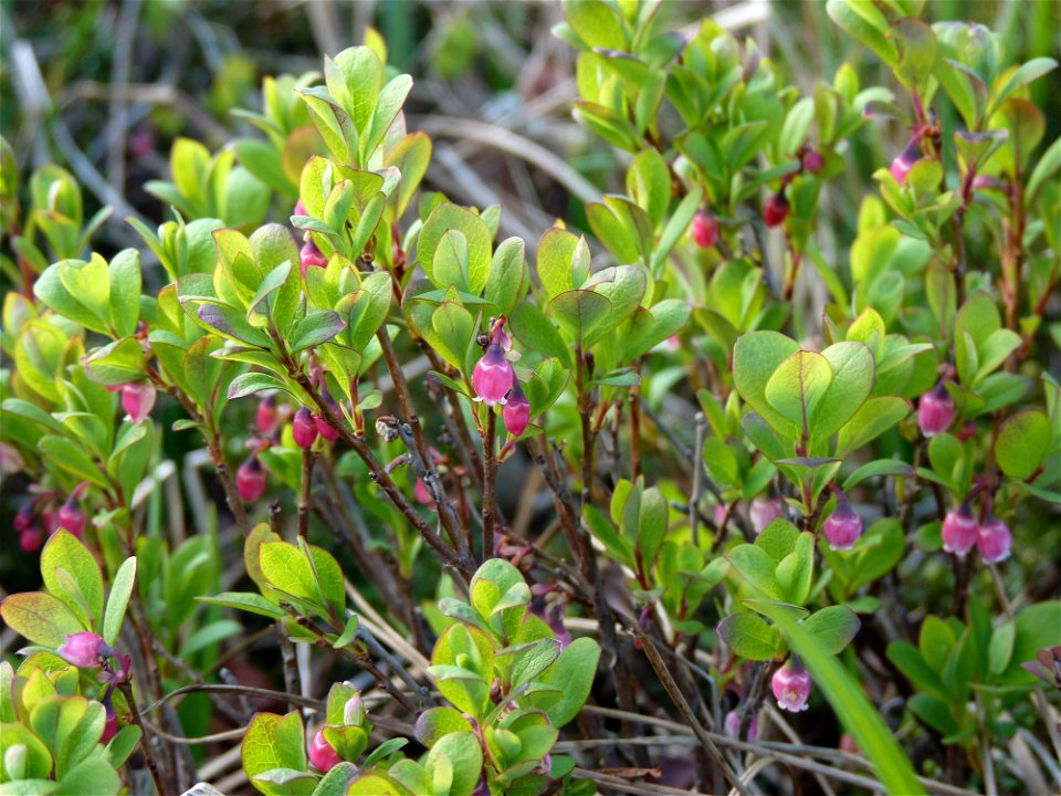 Alpine Blueberry_6-10-10
