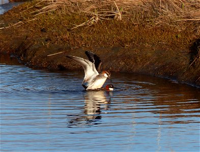 Red-necked Phalaropes mating photo