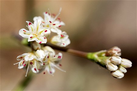 Eriogonum lonchophyllum