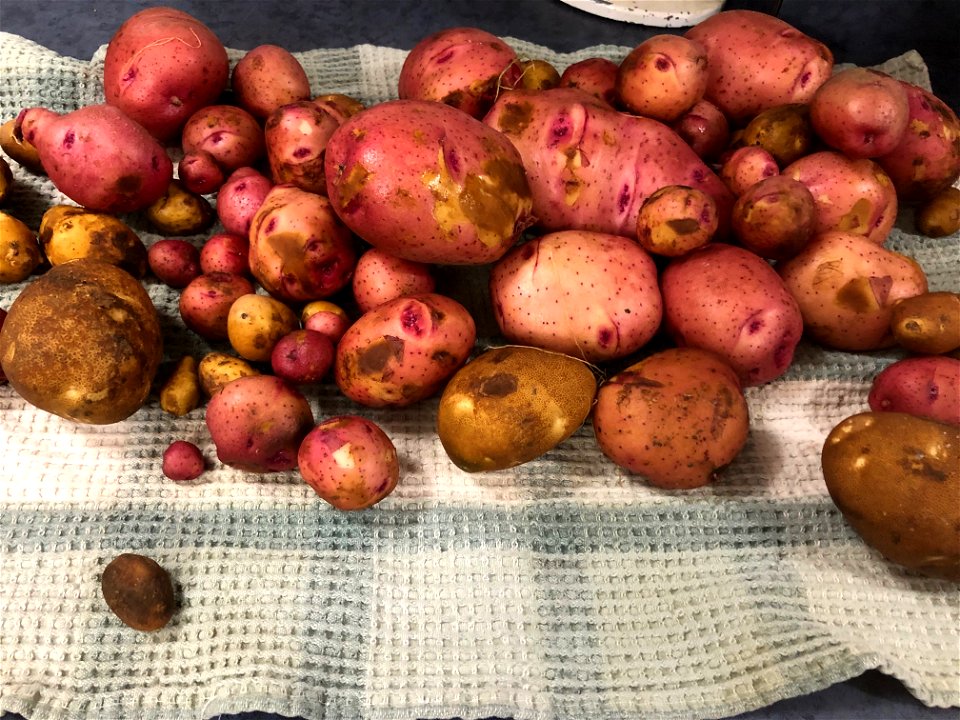 The Haul of Garden Grown Potatoes