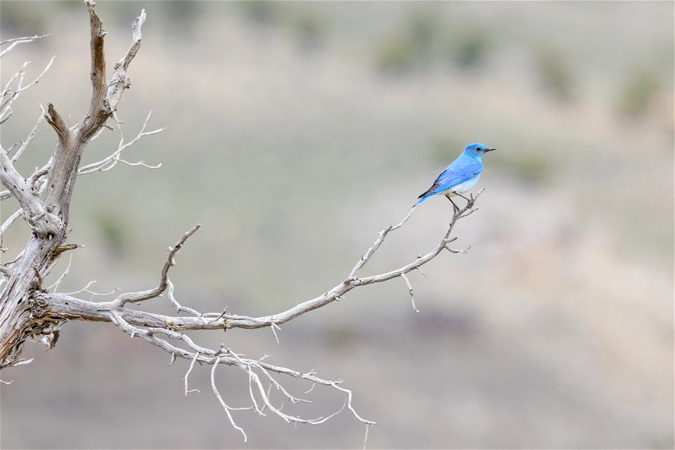 Bluebird in a dead tree