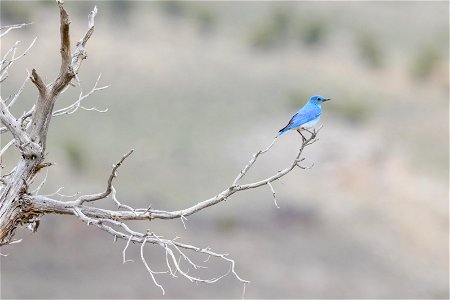 Bluebird in a dead tree