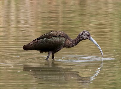 200 - WHITE-FACED IBIS (02-09-2023) first winter, estero llano grande sp, hidalgo co, tx -01