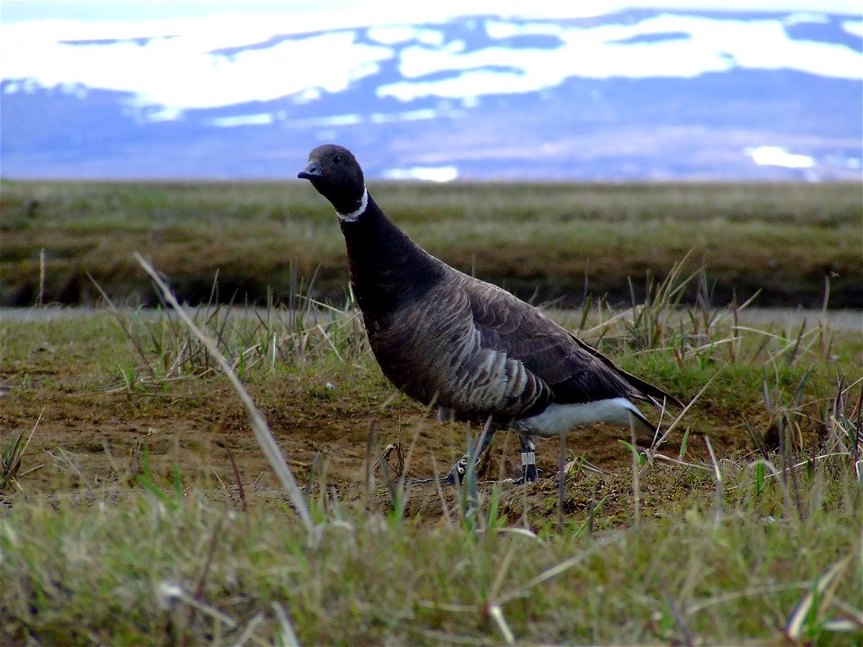 Banded black brant photo