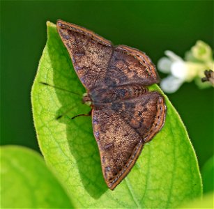 METALMARK, RED-BORDERED (caria ino) (01-06-2023) national butterfly center, mission, hidalgo co, tx -03
