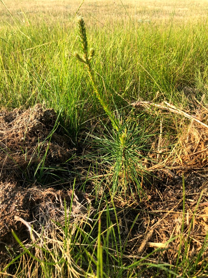 2021/365/195 Project One Tree