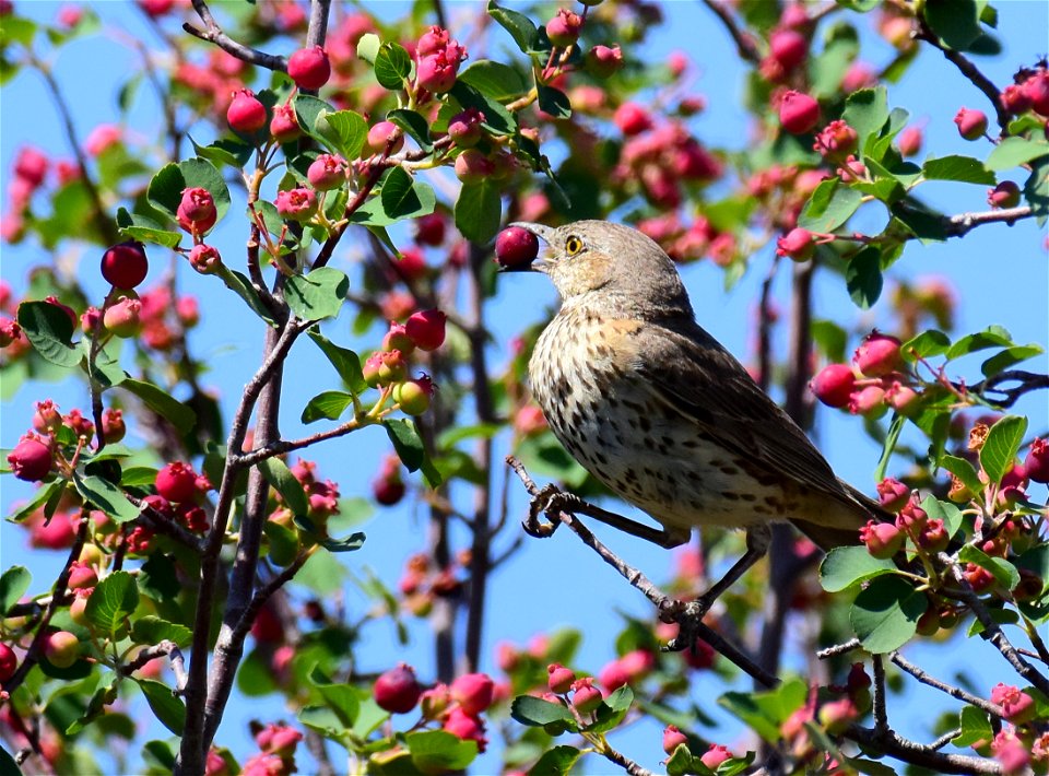 Sage thrasher at Seedskadee National Wildlife Refuge