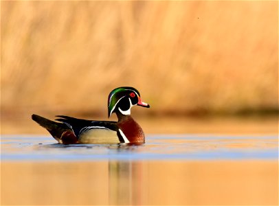 Wood duck at Seedskadee National Wildlife Refuge photo