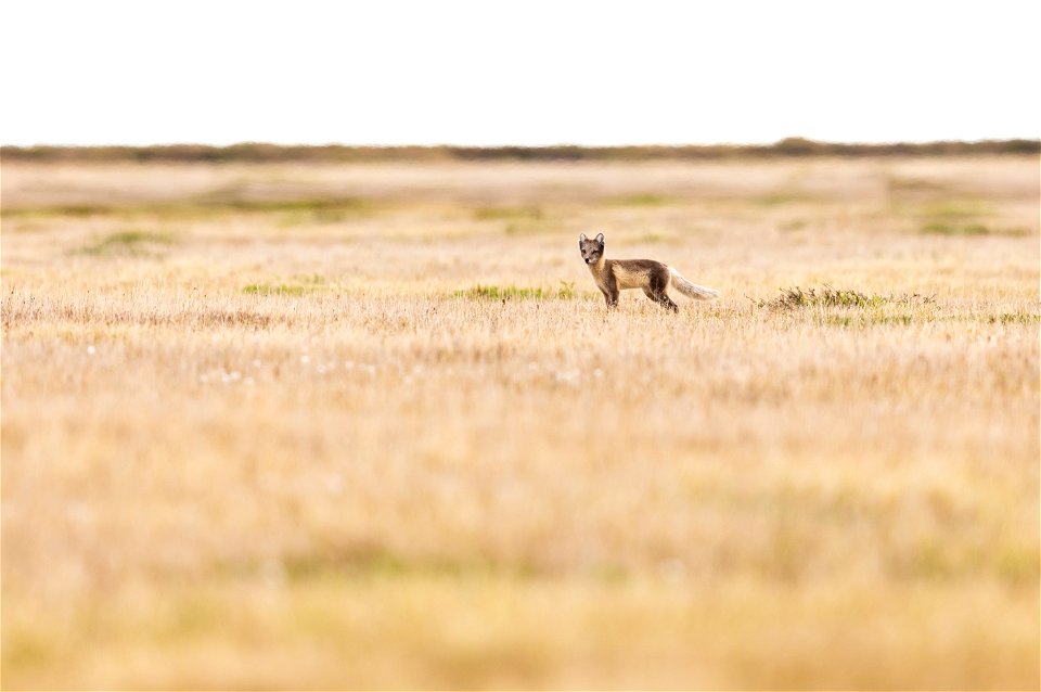 Arctic fox photo