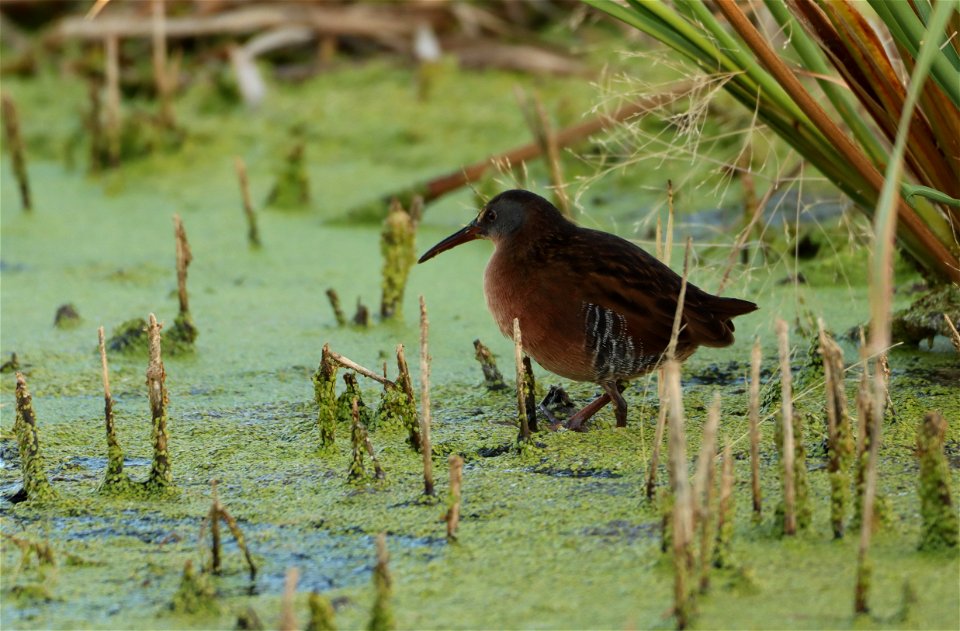 Virginia Rail Huron Wetland Management District South Dakotas
