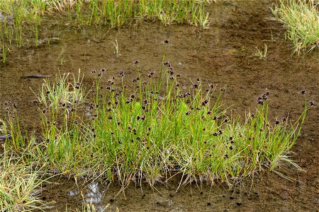 Juncus mertensianus photo