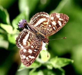 CRESCENT, PALE-BANDED (Phycoices tulcis) (02-23-2023) female, the butterfly center, hidalgo co, tx -01