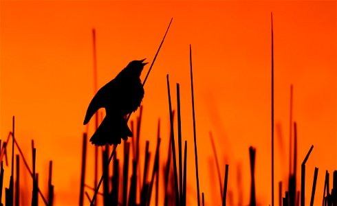 Yellow-headed Blackbird singing at Sunset Huron Wetland Management District