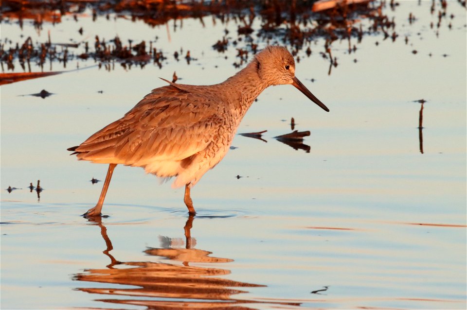 Willet Huron Wetland Management District South Dakota photo