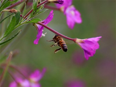 Honey Bee in the Pink. photo