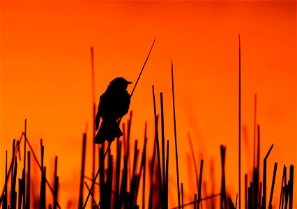 Yellow-headed Blackbird at Sunset Huron Wetland Management District photo