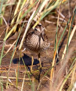 320 - PECTORAL SANDPIPER (9-11-2021) lake tolowa, del norte co, ca -03 adult - Copy