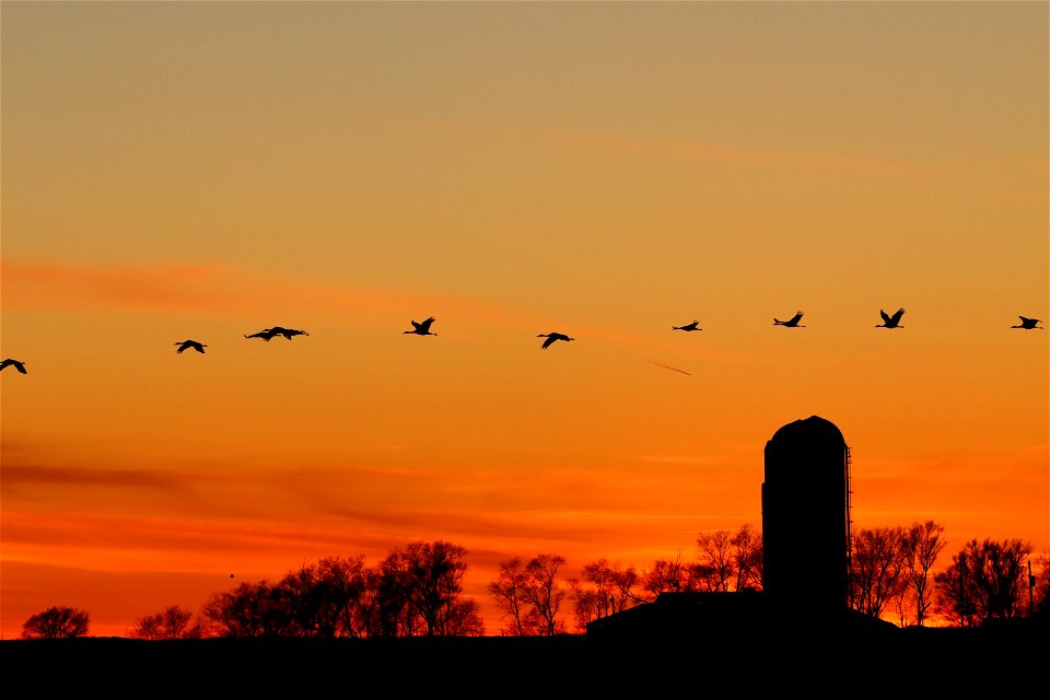 Sandhill Cranes at Sunset Huron Wetland Management District South Dakota