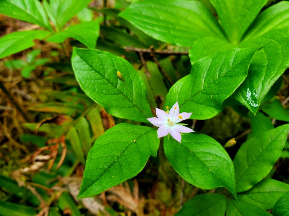 Pacific starflower along the Old Sauk Trail, Mt. Baker-Snoqualmie National Forest. Photo by Anne Vassar May 17, 2021.