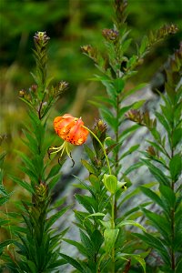 Turk's Cap Lily