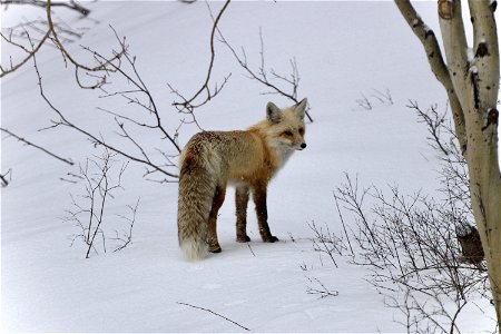 Red Fox