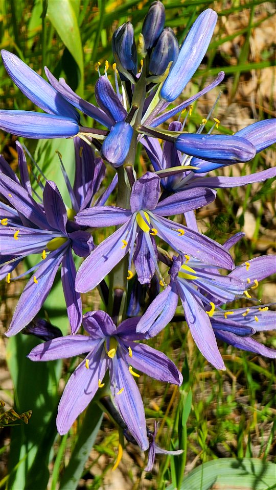 Camassia leichtlinii (Sukdorf;s Large Camus) (05-17-2022) prescott park, medford, jackson co, or -01