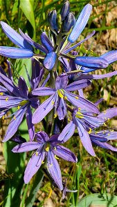 Camassia leichtlinii (Sukdorf;s Large Camus) (05-17-2022) prescott park, medford, jackson co, or -01
