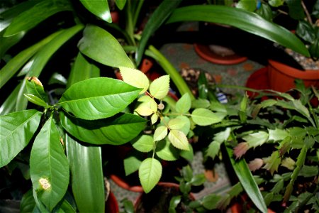 trnadaf_mic2012_0329_062431