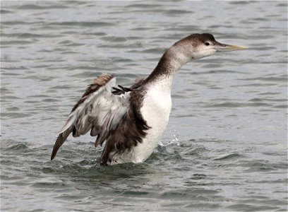 094 - YELLOW-BILLED LOON (10-20-2021) adult, harbor, crescent city, del morte co, ca  (5)