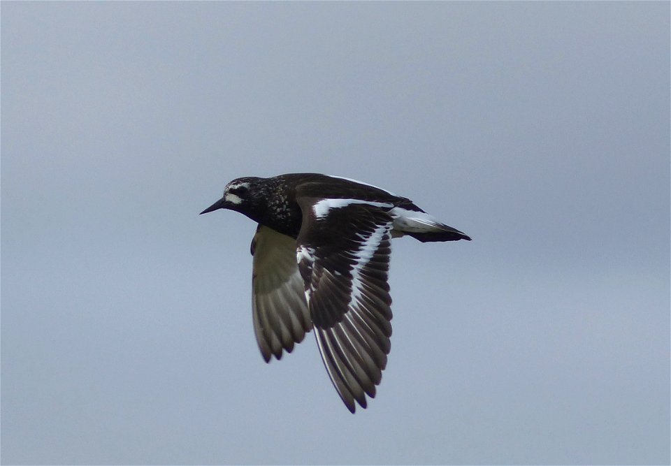 Black Turnstone in flight photo