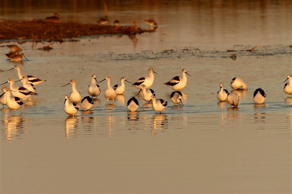 Fall Plumage American Avocets Huron Wetland Management District