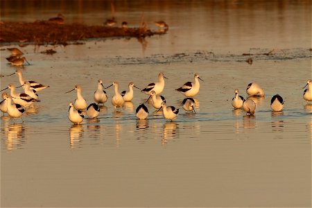 Fall Plumage American Avocets Huron Wetland Management District photo