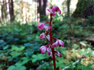 Pink wintergreen, Mt. Baker-Snoqualmie National Forest. Photo by Anne Vassar June 17, 2021.