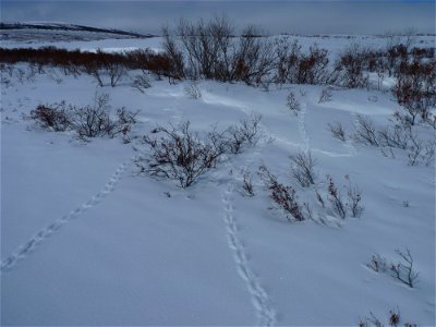 Weasel tracks