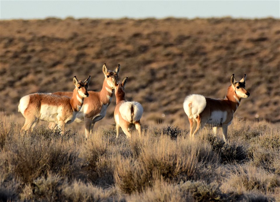 Pronghorn at Seedskadee National Wildlife Refuge
