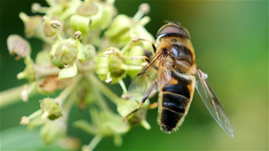 Eristalis pertinax (Gemeine Keilfleckschwebfliege)