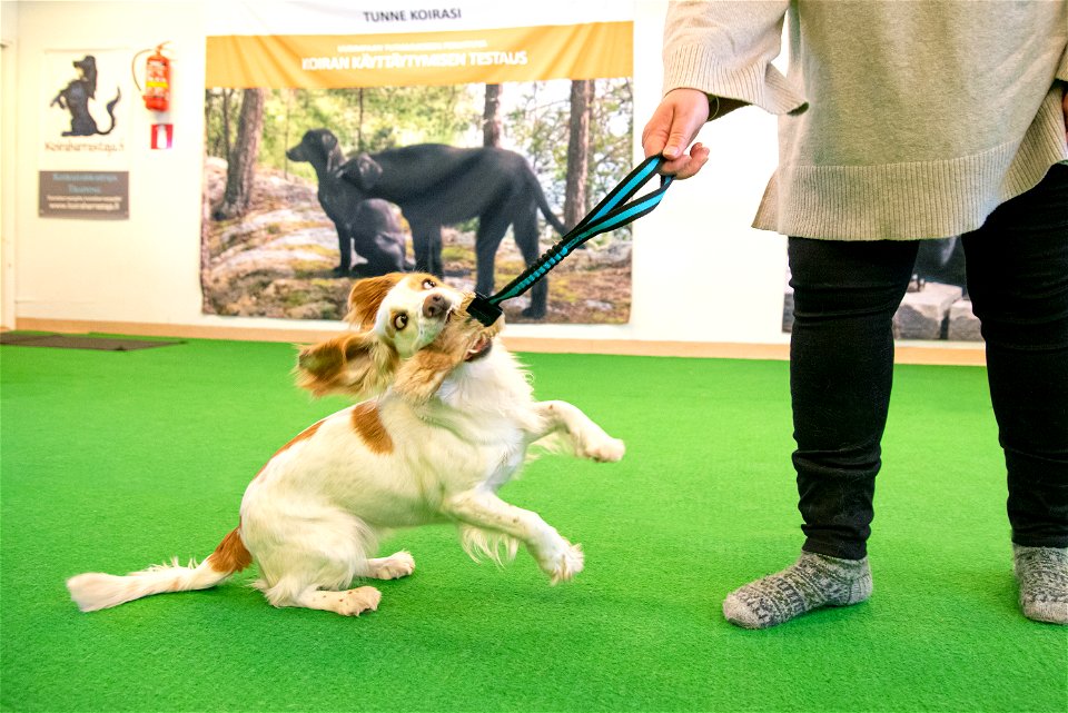 SmartDog, Riihimäki