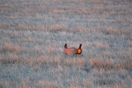 Prairie Chicken photo