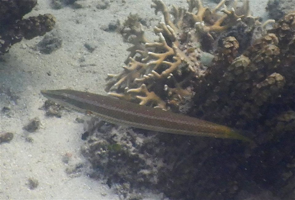 Cheilio inermis 4
