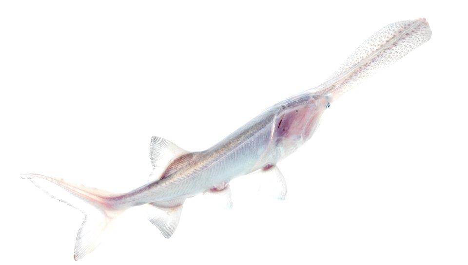 American Paddlefish (Polyodon spathula)