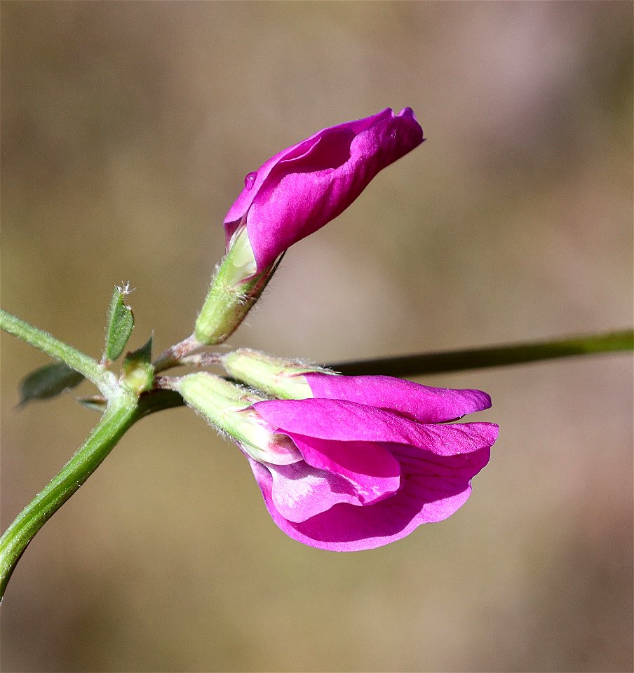 Vicia sativa (Common Vetch) (05-09-2022) south tolowa dunes area, del norte co, ca -02