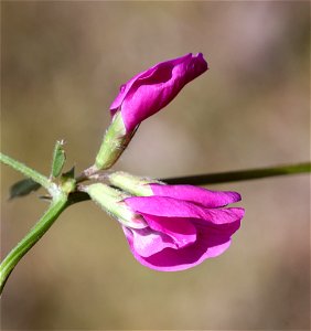 Vicia sativa (Common Vetch) (05-09-2022) south tolowa dunes area, del norte co, ca -02